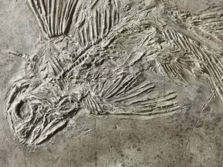 texture fossile de poisson latine comme très beau fond