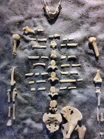 old human bones as burial history background