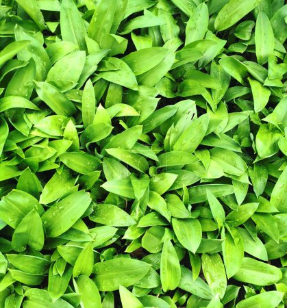 Photo for Wild garlic plant as very nice green background - Royalty Free Image