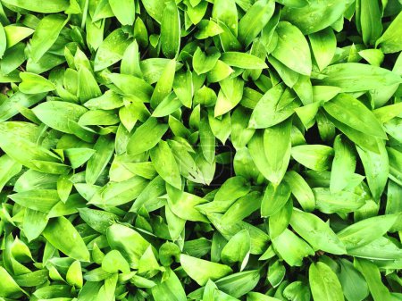 Photo for Wild garlic plant as very nice green background - Royalty Free Image
