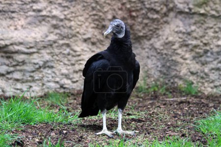 nice black vulture as nice bog bird 