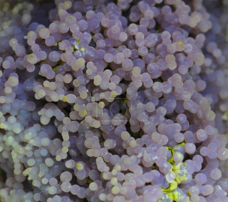 violeta uva ágata textura mineral como fondo muy agradable