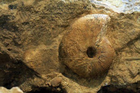 Photo for Ammonite fossil texture as nice natural background - Royalty Free Image