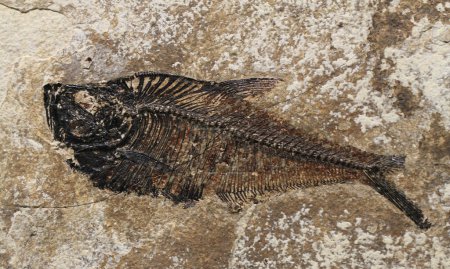 poisson texture fossile comme très beau fond naturel