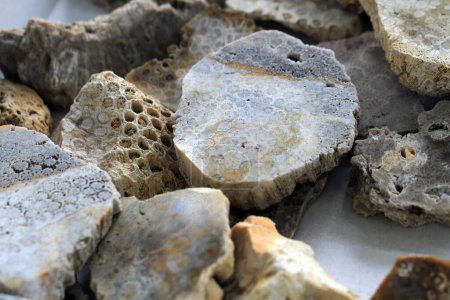 Korallen Fossiliensammlung als sehr schöner natürlicher Hintergrund