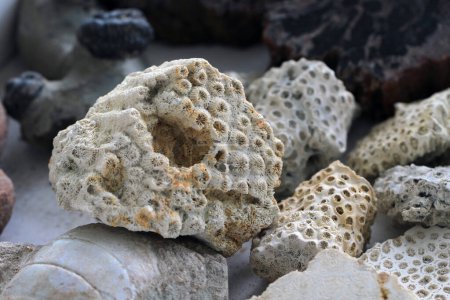coral fossil collection as very nice natural background