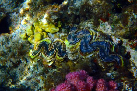 Photo for Giant Clam from the Red Sea Egypt - Royalty Free Image