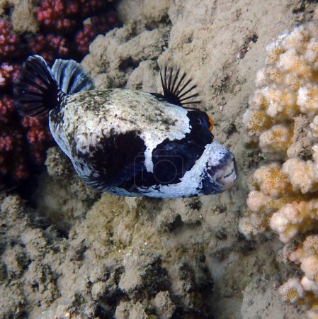 Téléchargez les photos : Le poisson-globe masqué nage dans la mer rouge - en image libre de droit