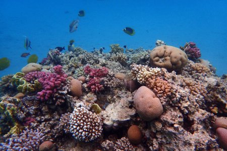Photo for Nice coral reef life in the Egypt, Safaga - Royalty Free Image