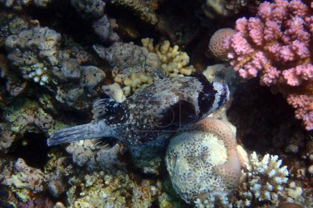 Téléchargez les photos : Le poisson-globe masqué nage dans la mer rouge - en image libre de droit
