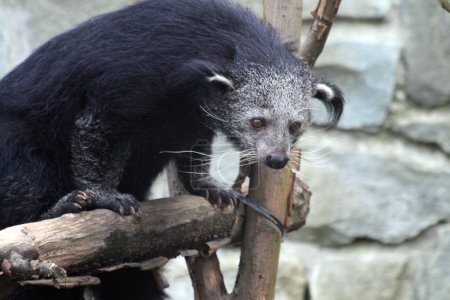 Arctictis binturong exotic animal is looking for meal