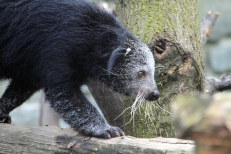 Photo for Arctictis binturong exotic animal is looking for meal - Royalty Free Image