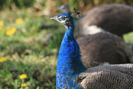 Photo for Nice big young peacock on the sun - Royalty Free Image