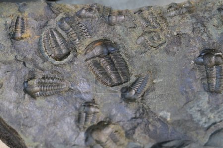 Photo for Trilobite fossil as very nice natural background - Royalty Free Image