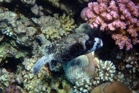 masked puffer fish is swimming in the red sea