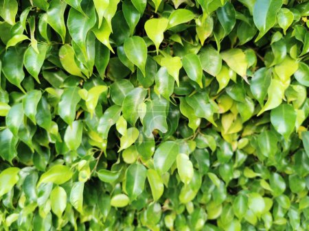 Photo for Ficus benjamina green leaves texture as nice natural background - Royalty Free Image