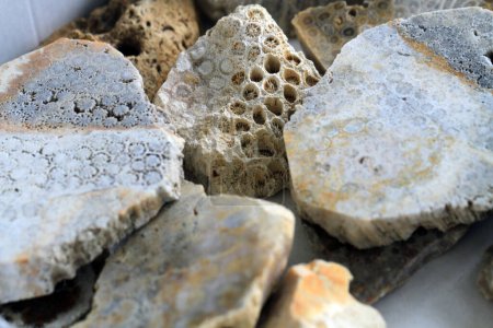 Photo for Coral fossil collection as very nice natural background - Royalty Free Image