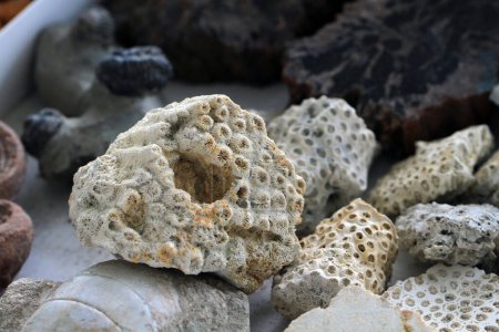 Korallen Fossiliensammlung als sehr schöner natürlicher Hintergrund