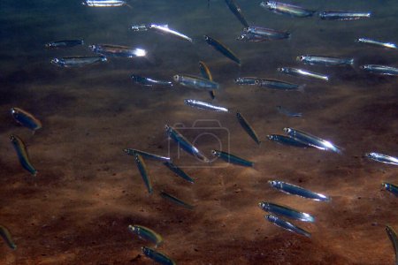 small fishes from egypt in the red sea