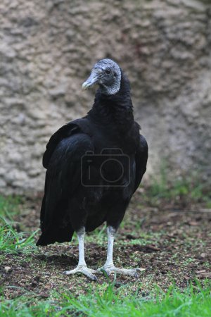 beau vautour noir comme bel oiseau de tourbière 