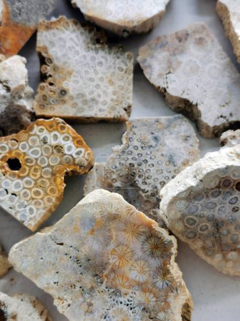 colección fósil de coral como fondo natural muy agradable