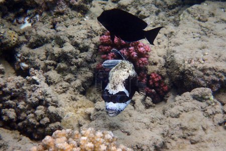 masked puffer fish is swimming in the red sea