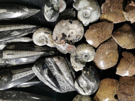 Téléchargez les photos : Collection fossile trilobite comme très beau fond naturel - en image libre de droit