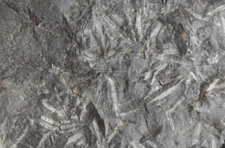 fern leaf fossil as very nice background