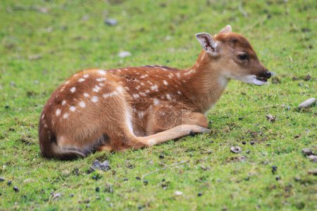 wild deer (dama mesopotamica) in the green grass