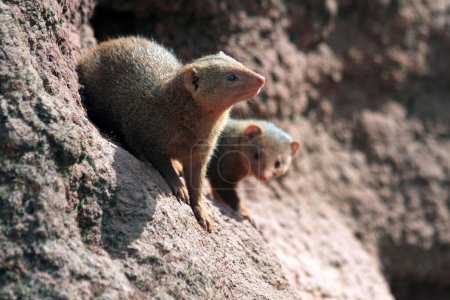 small andu cute animal dwarf mongoose (Helogale parvula)