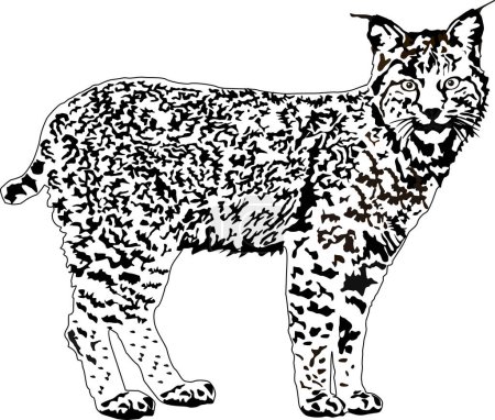 Téléchargez les illustrations : Lynx illustration vecteur eps 10 - en licence libre de droit