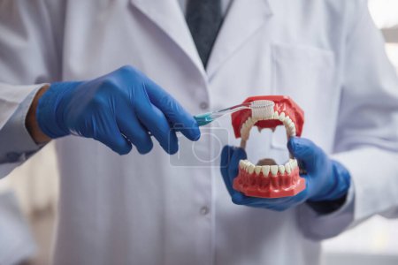 Téléchargez les photos : Image recadrée d'un beau jeune dentiste en manteau blanc tenant une mâchoire et montrant comment se brosser les dents debout dans son bureau - en image libre de droit
