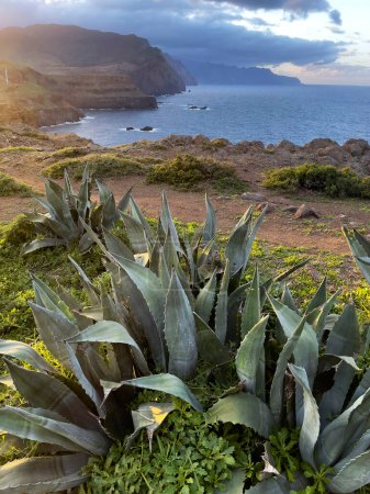 Foto de Agave cerca de Ocean en Madeira Island, Portugal - Imagen libre de derechos