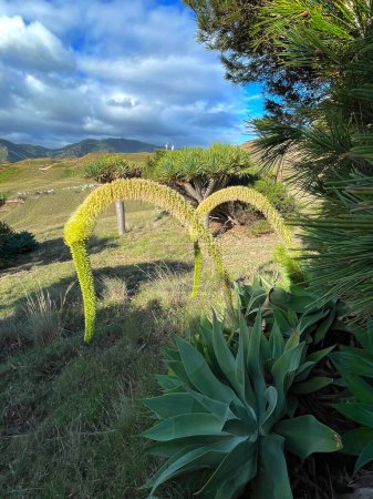 Foto de Cactus y agaves en la costa del océano Agave contra el telón de fondo de las montañas y el océano en la isla de Madeira.. - Imagen libre de derechos