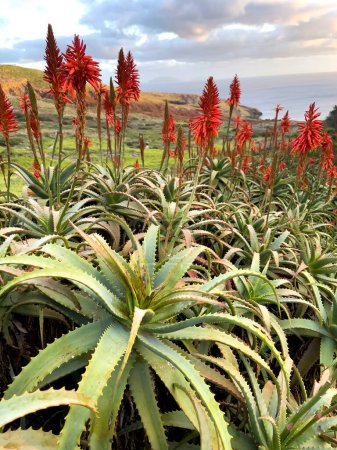 Photo for Agave attenuata near Ocean on Madeira Island, Portugal - Royalty Free Image