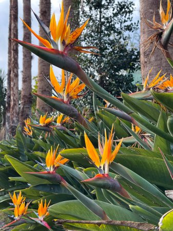 Foto de Pájaros del paraíso flores en el jardín Madeira - Imagen libre de derechos