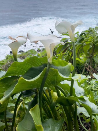 Téléchargez les photos : Cala fleurs sur le fond de l'océan, Madère - en image libre de droit