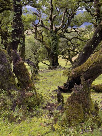Photo for Laurel trees in Paul da Serra in Fanal, Madeira Island, Portugal, Popular tourist destination - Royalty Free Image