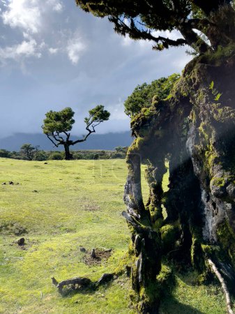 Téléchargez les photos : Laurel trees in Paul da Serra in Fanal, Madeira Island, Portugal, Destination touristique populaire - en image libre de droit