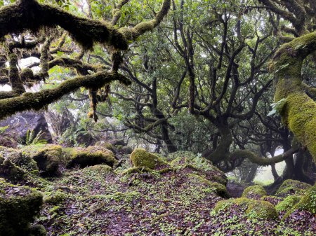 Foto de Laurel trees in Paul da Serra in Fanal, Isla de Madeira, Portugal, Destino turístico popular - Imagen libre de derechos