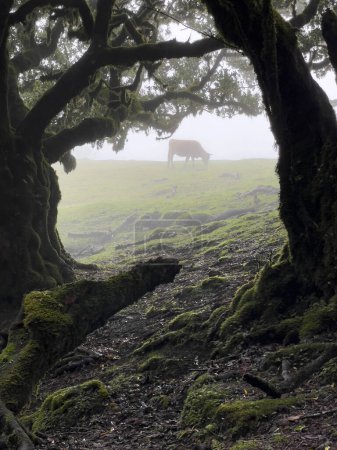Foto de Vaca en Laurel árboles en Paul da Serra en Fanal, Isla de Madeira, Portugal, Destino turístico popular - Imagen libre de derechos