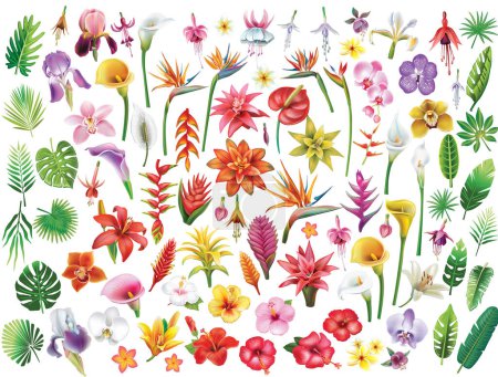 Ilustración de Conjunto de flores tropicales y hojas, ilustración vectorial - Imagen libre de derechos