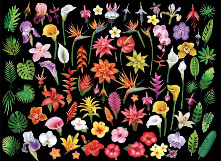 Foto de Conjunto de flores tropicales y hojas, ilustración vectorial - Imagen libre de derechos
