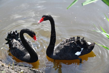 Photo for Couple of black swans swiming in the pond - Royalty Free Image