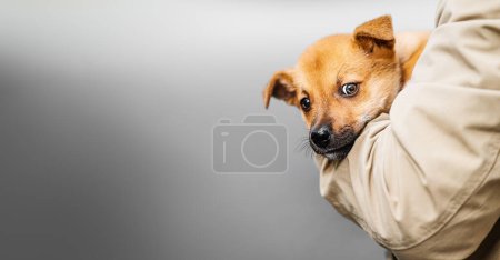 un chiot roux dans les bras d'une personne. Portrait d'un petit chien.
