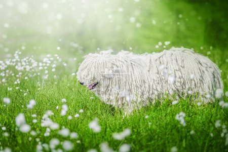 Téléchargez les photos : Mignon chien hongrois puli sur herbe verte et fleurs blanches dans les montagnes des Carpates, Ukraine, Europe - en image libre de droit