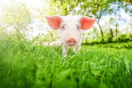 Photo for Cute young pig is lying on the green grass in the yard in the garden. - Royalty Free Image