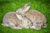 Two rabbits resting on a green grass nature background puzzle #643776016