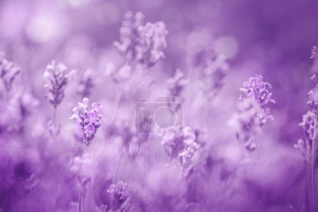 Selektiver Fokus auf lila Lavendelblüten auf violettem Hintergrund