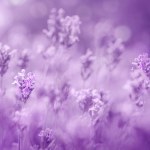 Selective focus on purple lavender flowers on violet background